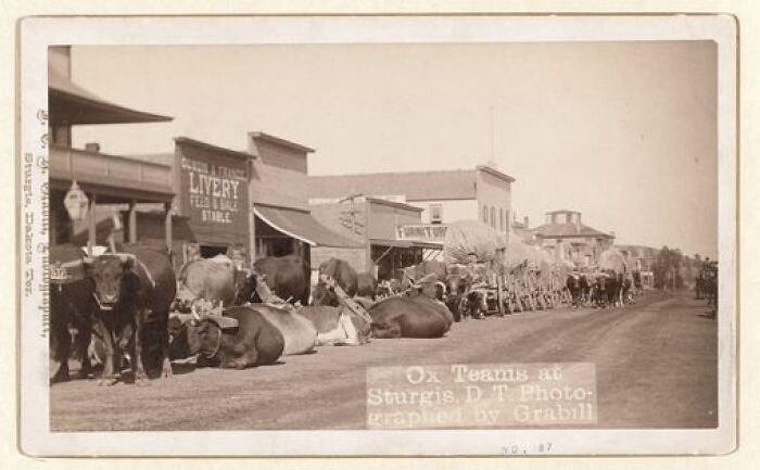 Before Hogs, Oxen Did Sturgis, 1880s