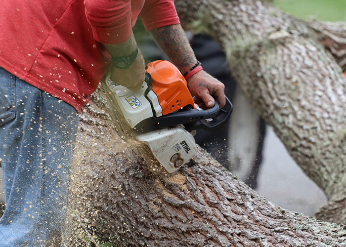 'Karen' Sues Neighbors Over Cutting A Tree, Makes A Fool Of Herself In Court 'Karen' Sues Neighbors Over Cutting A Tree, Makes A Fool Of Herself In Court