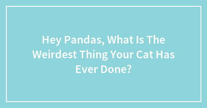 Hey Pandas, What Is The Weirdest Thing Your Cat Has Ever Done?