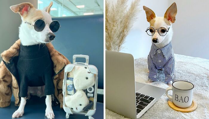 Meet Bao The Chihuahua With A $2,500 Wardrobe And A Luxurious Five-Star Hotel Lifestyle