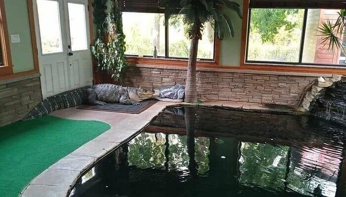 Petition Launched As Man Pleads For Return Of 11-Foot Alligator Albert Seized From His Home