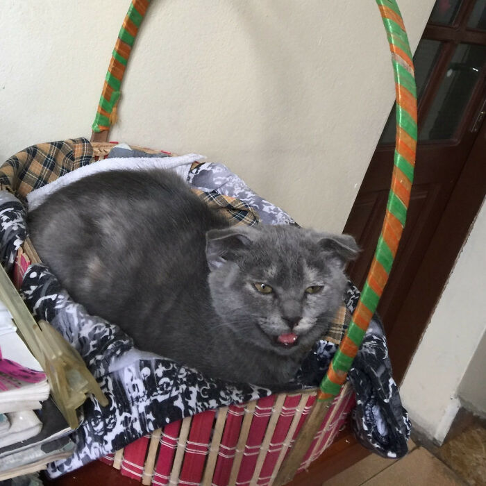 Hey Pandas, Post Something Weird Your Kitty Did (Closed)