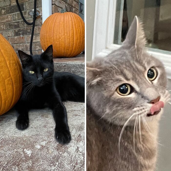 Hey Pandas, Share A Picture Of Your Cat