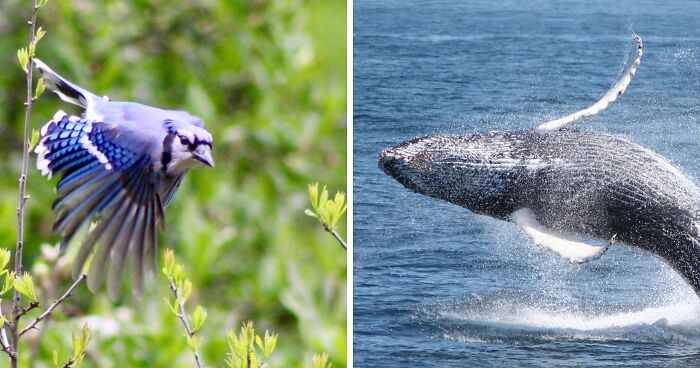 Hey Pandas, Post Your Best Nature Photograph You’ve Taken (Closed)