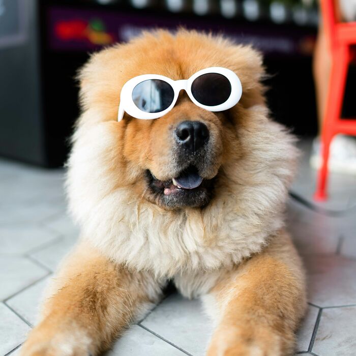 Hey Pandas, Post The Funniest Pics Of Your Pets (Closed)