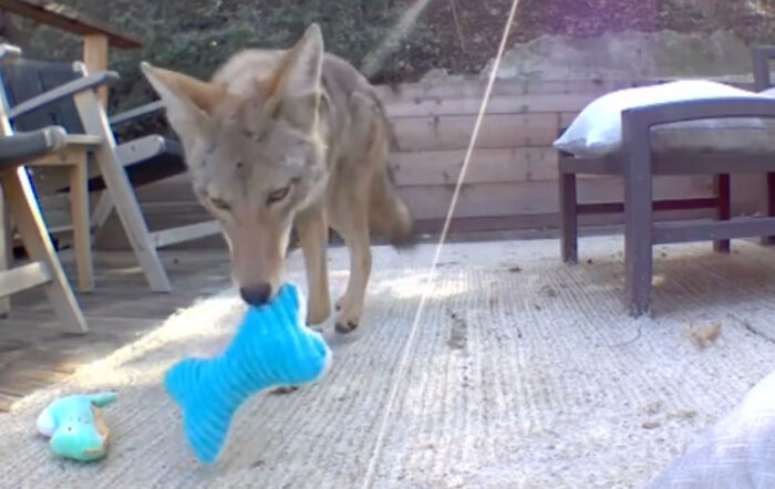 “Dog” Napping On Porch With Toys Turned Out To Be Not A Dog At All