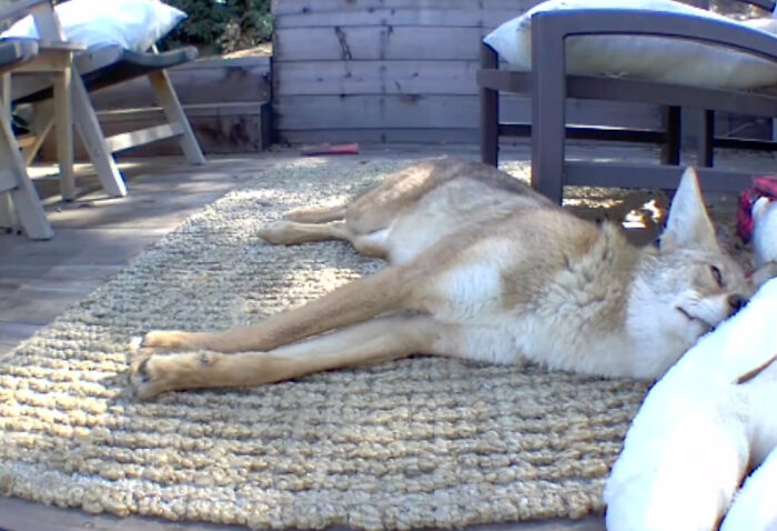 “Dog” Napping On Porch With Toys Turned Out To Be Not A Dog At All