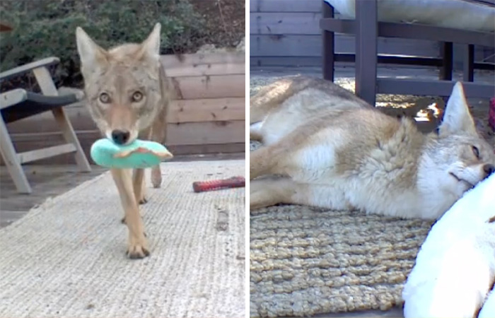 “Dog” Napping On Porch With Toys Turned Out To Be Not A Dog At All
