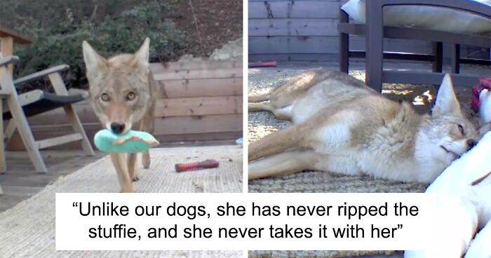 “Dog” Napping On Porch With Toys Turned Out To Be Not A Dog At All