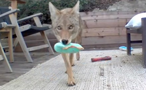 “Dog” Napping On Porch With Toys Turned Out To Be Not A Dog At All