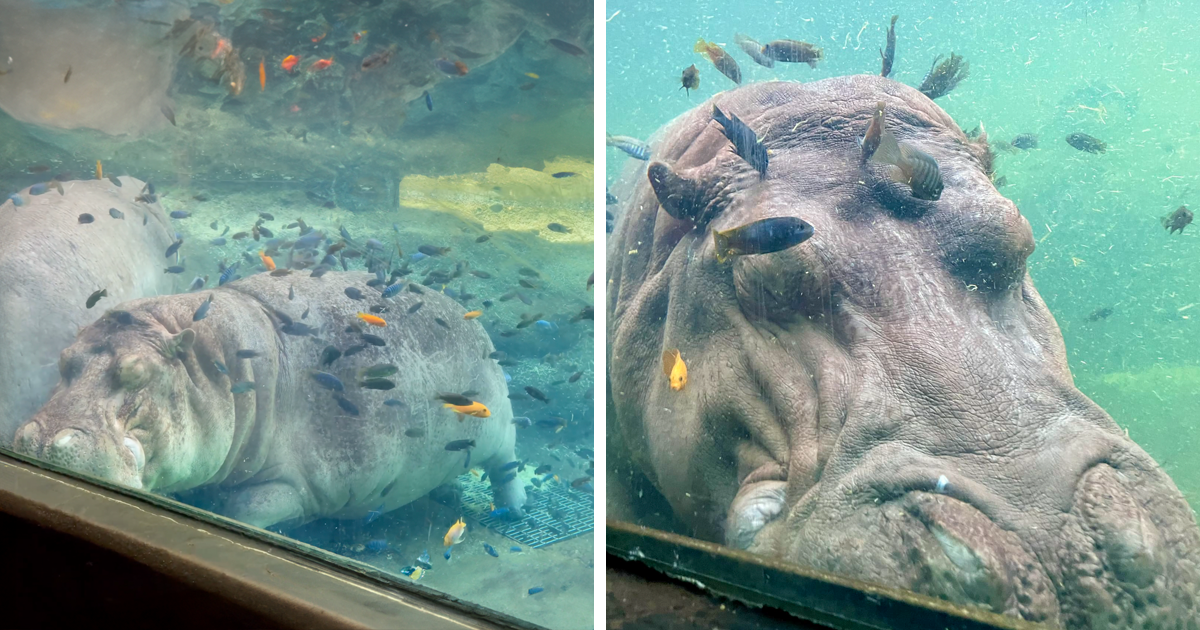 Sleepy, Cute And So Satisfying To Watch: Hippos Enjoying Underwater Spa
