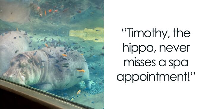 Sleepy, Cute And So Satisfying To Watch: Hippos Enjoying Underwater Spa