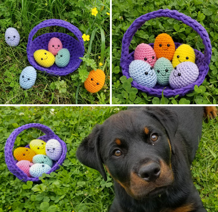 Easter Eggs And Basket All Finished. Now Alexa Wants To Hide Them