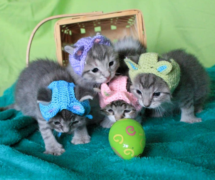 Bunny Hats I Made For My Foster Kittens For Easter
