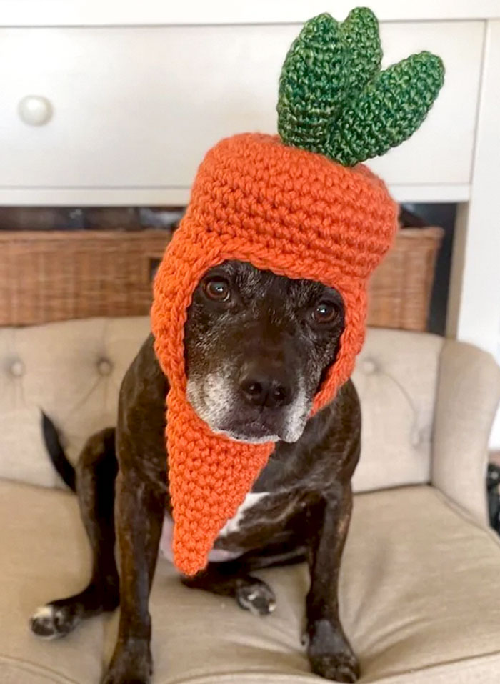 I Made My Dog A Carrot Hat For Easter