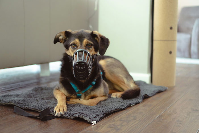 dog in muzzle sitting on the carpet