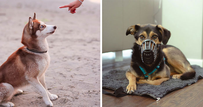 Do Muzzles Stop Barking and Should You Do It, Explained By a Vet