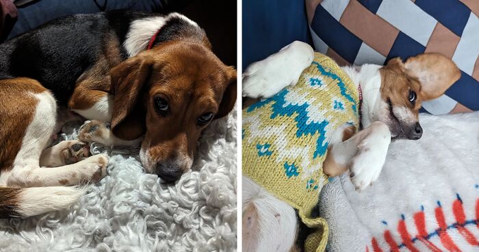 Meet Dora, The Beagle Who Was Rescued From A Laboratory And Now Lives In A Loving Home