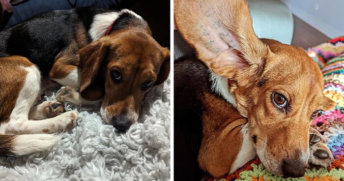 Meet Dora, The Beagle Who Was Rescued From A Laboratory And Now Lives In A Loving Home