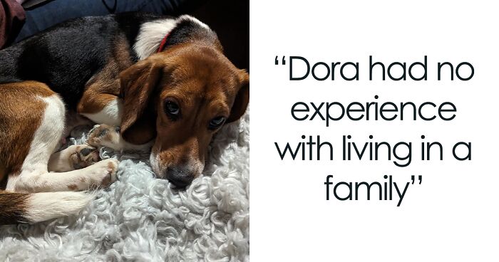 Meet Dora, The Beagle Who Was Rescued From A Lab And Was Given A Chance At A New Life