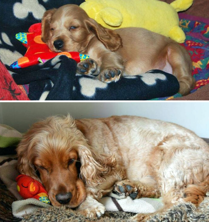 Almost Six Years Later, My Dog Still Sleeps With His Red Dog. He's Grown A Bit Since Then, Though