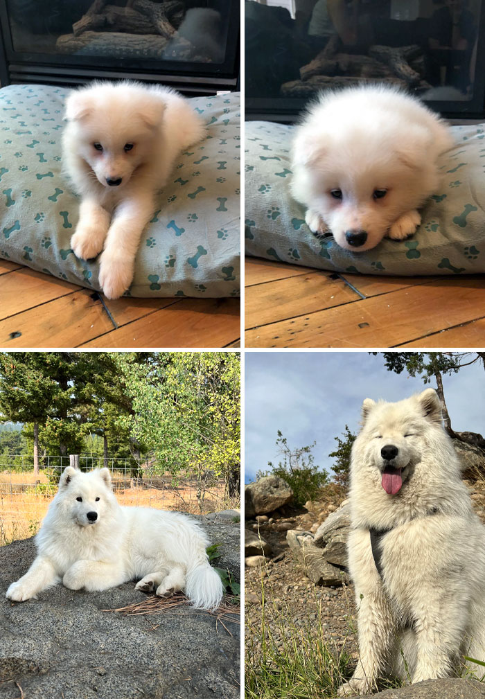 My Best Friend Appa At 10 Weeks And 3 Years. Never Grew Into Those Paws