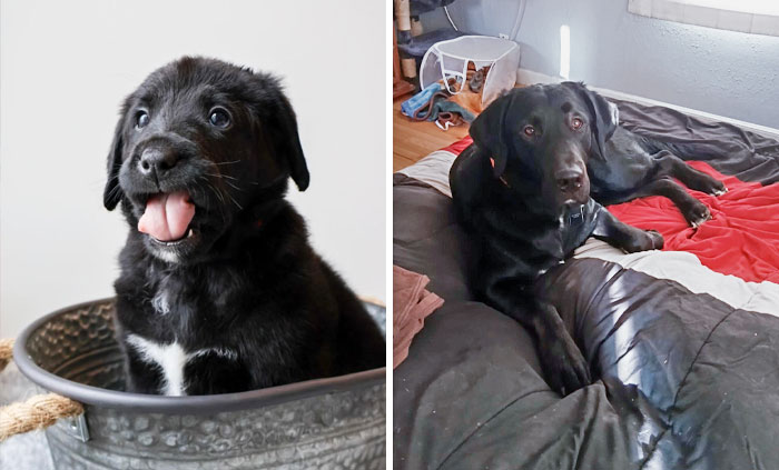 First Photo: Boone At 6 Weeks, Just Between 10 And 15 Pounds. Second Photo: Boone Is Now One Year Old And 93 Pounds. There Are Still No Thoughts In That Head