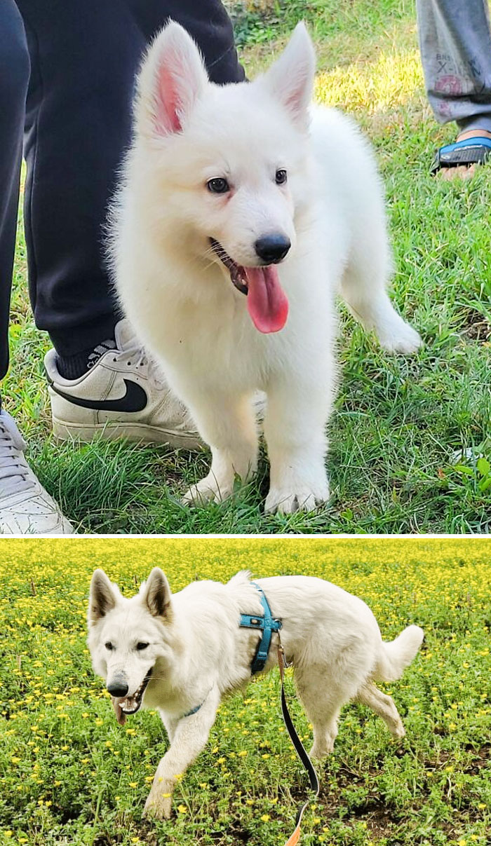 This Is Ghost. First Picture: He Was 2 Months Old. Second Picture: He's 8 Months Old Now And Weighs 33 Kg. Look At Him Grow