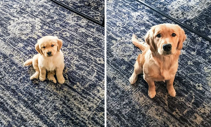 Tiny Pupper Before And After
