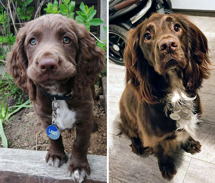 Toby At 6 Weeks And 4 Years