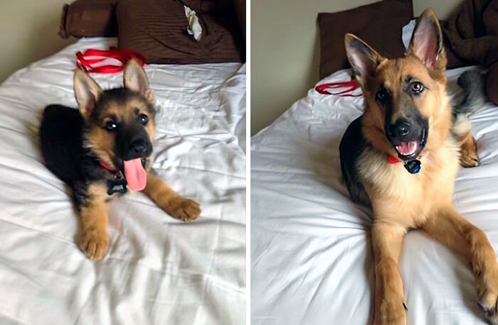 From Small Puppy To Big Dog