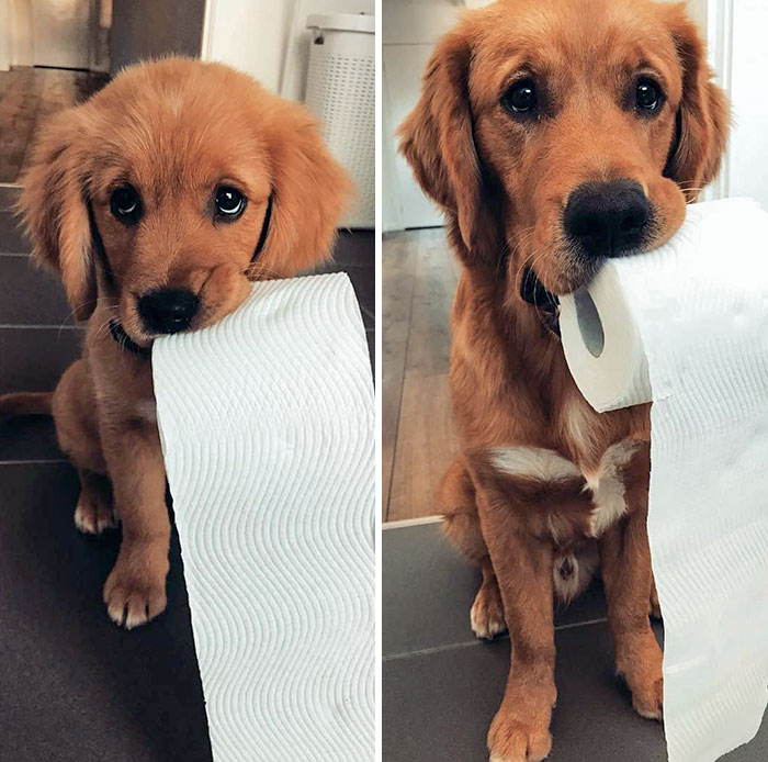 Because Toilet Paper Is Better Than Toys. 3 Months vs. 7 Months