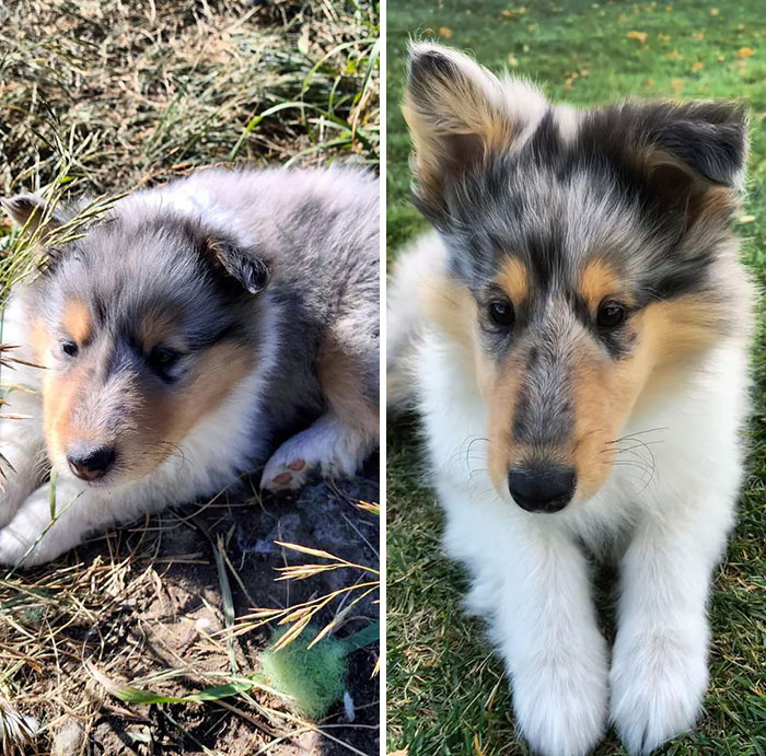 She's Growing From A Fluffy Potato Into A Long-Nose Collie