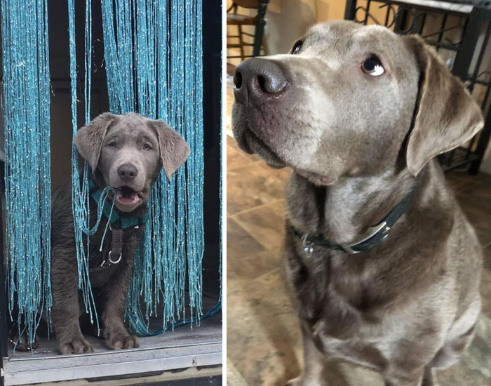 Silver Labrador, From 10 Weeks To 2 Years