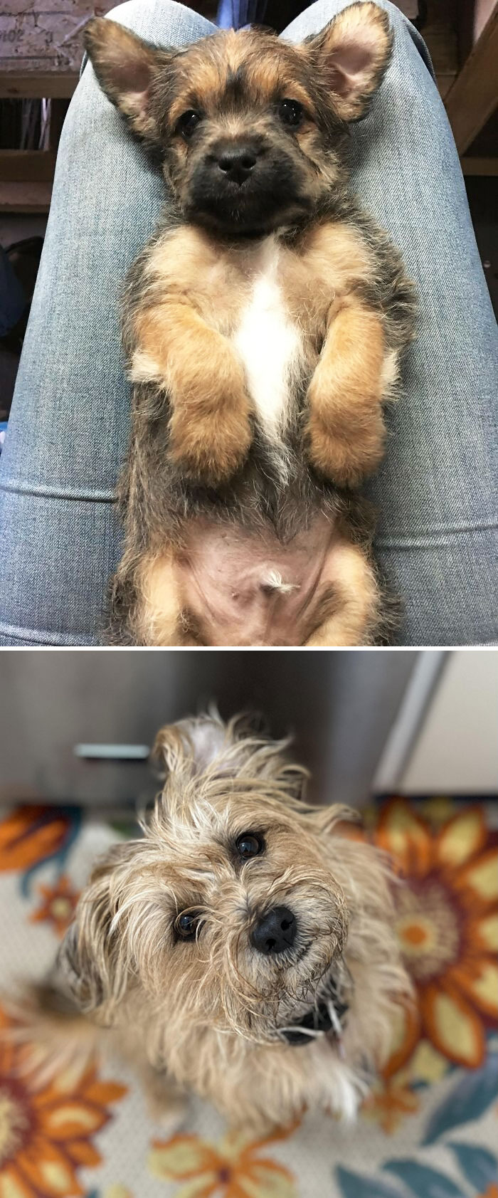 Cooper, From 8 Weeks To 4 Years