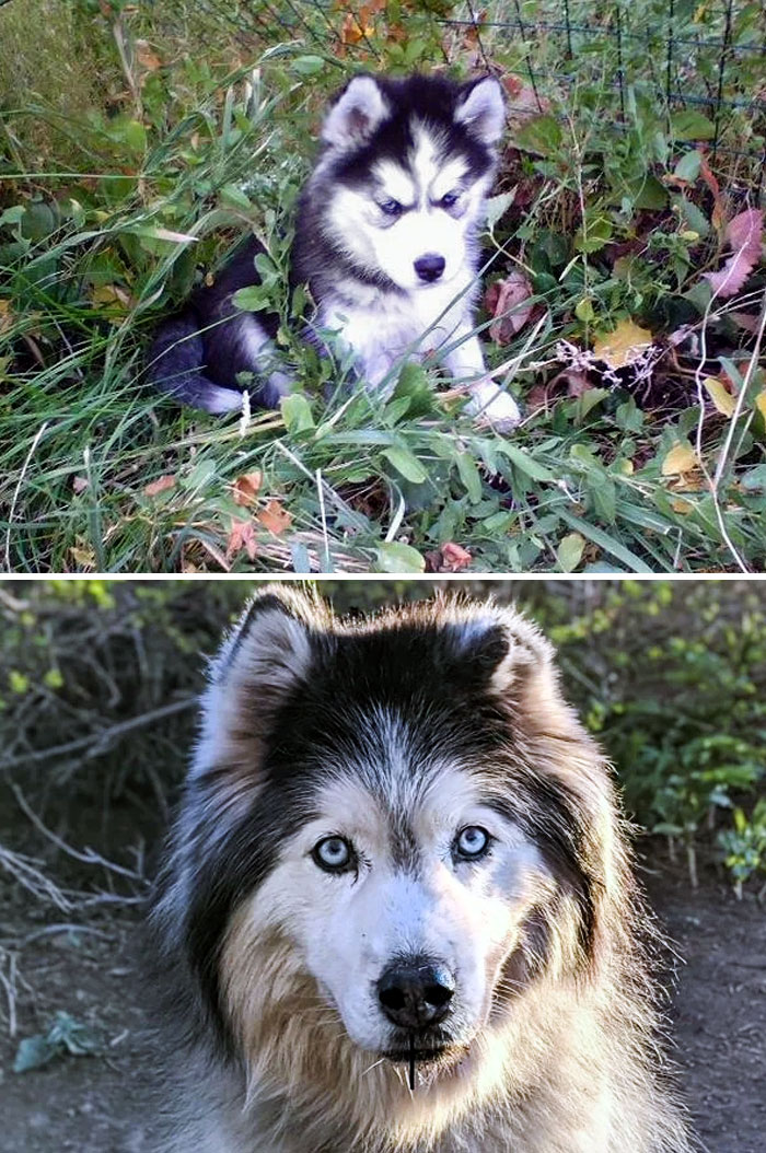 My Old Girl Turned 14 Today. Then vs. Now