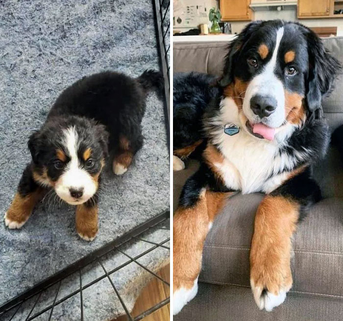 Pumba - 7 Weeks To 10 Months