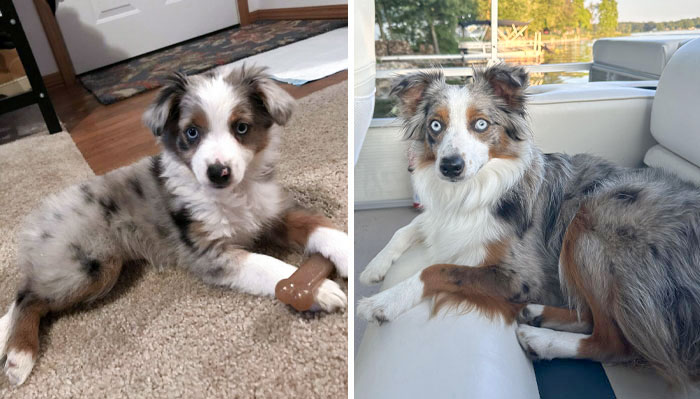 From Puppy To Dog, Though Strangers Still Ask If She's A Puppy