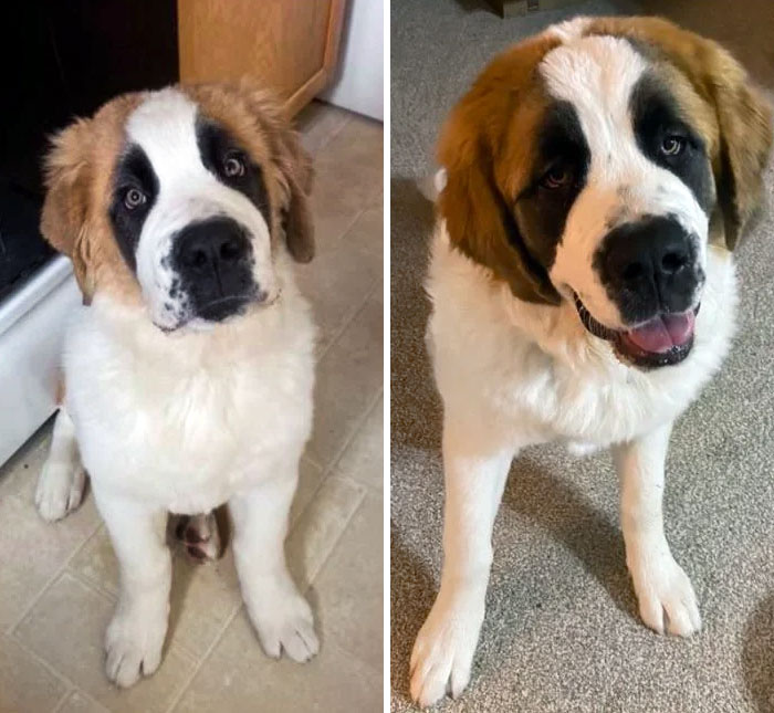 My Angel Before And After Growing
