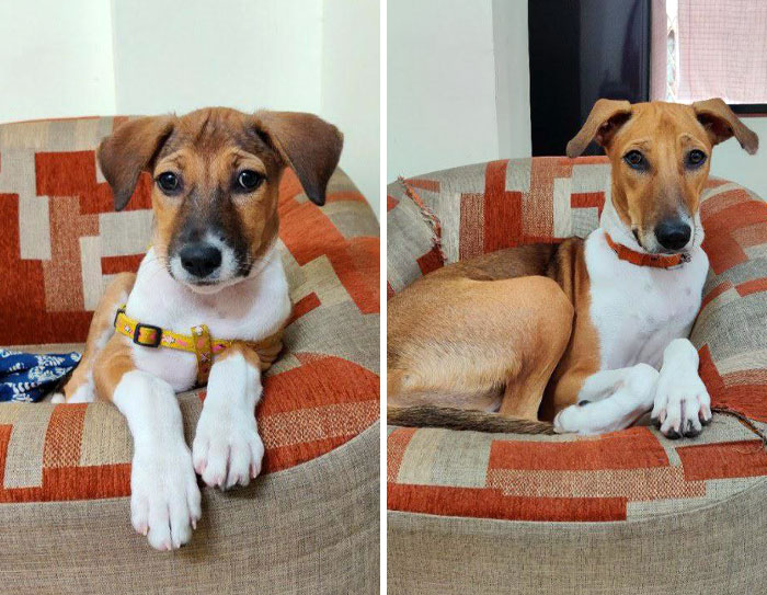 Jilly At 2 Months vs. 9 Months. Her Body Grew But Ears Stayed The Same