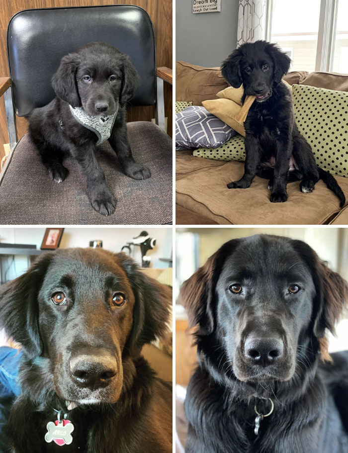 Arlo, The Black Labrador Retriever, Border Collie, Golden Retriever, And Grab Bag Of Love From 7 Weeks To 1 Year