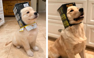 50 Pics Of Dogs As Puppies And All Grown Up (New Pics)