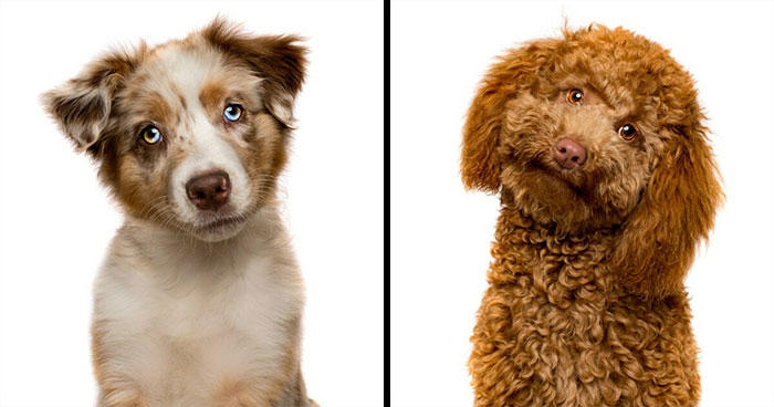 I Snapped Pictures Of Dogs Doing the Classic Head Tilt, And Here Are The Best 20 Photos