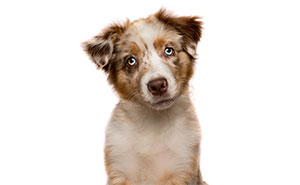 I Snapped Pictures Of Dogs Doing the Classic Head Tilt, And Here Are The Best 20 Photos