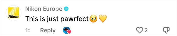 Dog Daycare Steals The Show, Recreating Hilarious Movie Posters Of Oscar-Nominated Films (10 Posters) Dog Daycare Steals The Show, Recreating Hilarious Movie Posters Of Oscar-Nominated Films (10 Posters)