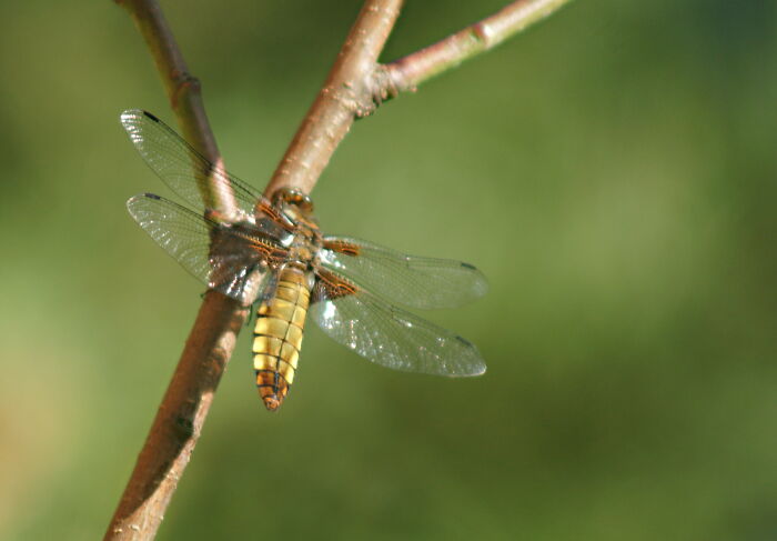 A Dragonfly Resting In My Peach Tree