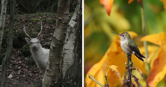 Hey Pandas, Share A Picture You Took Of An Animal (Closed)