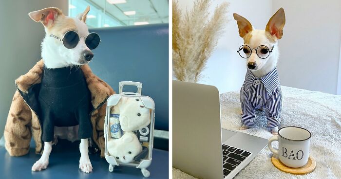 Meet Bao The Chihuahua With A $2,500 Wardrobe And A Luxurious Five-Star Hotel Lifestyle