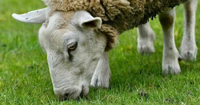 Man Faces Prison Time For Creating ‘Giant’ Hybrid Sheep To Offer Bigger Hunting Trophies