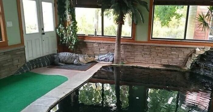 Petition Launched As Man Pleads For Return Of 11-Foot Alligator Albert Seized From His Home